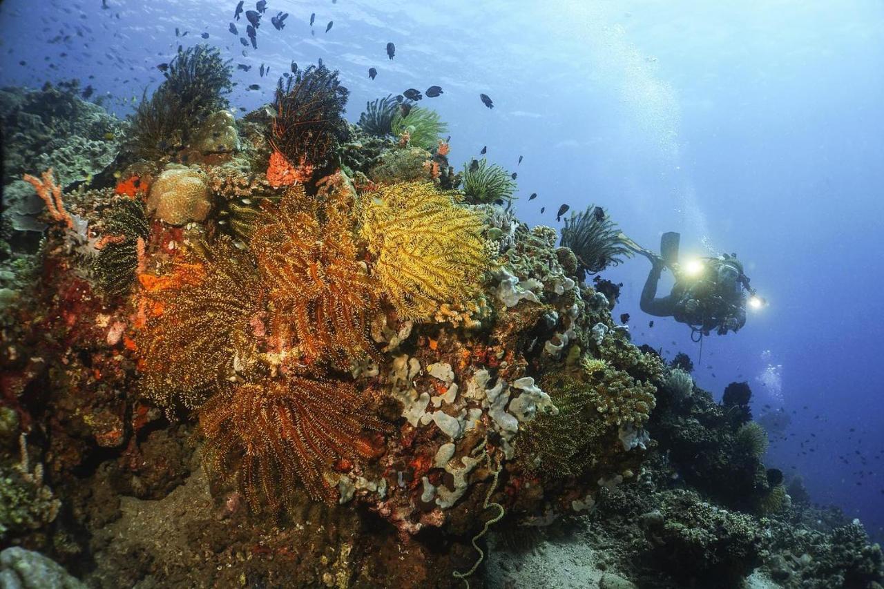 La Tortue Diving Resort Dauin Buitenkant foto