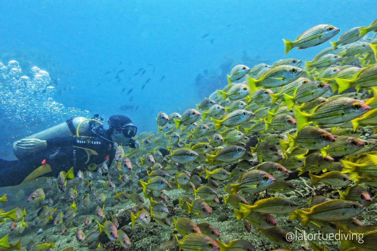 La Tortue Diving Resort Dauin Buitenkant foto